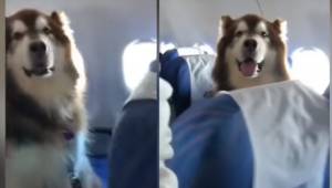De gav hunden lov til at sidde i flyet ved siden at sin handicappede ejer. Hunde